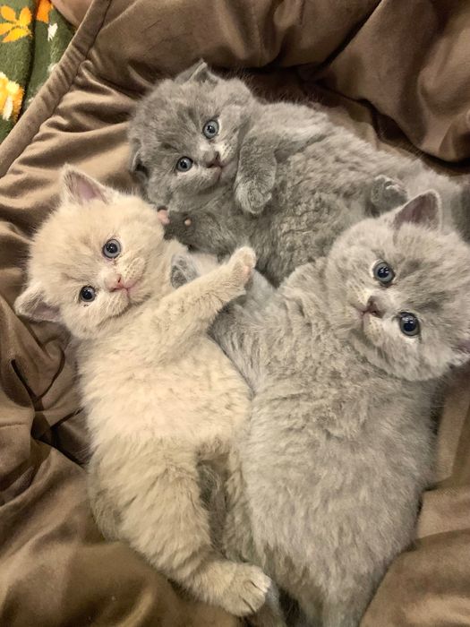 Британські кошенята