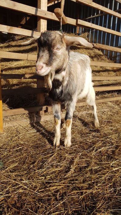 Продам цапа (козлик) 11 місяців