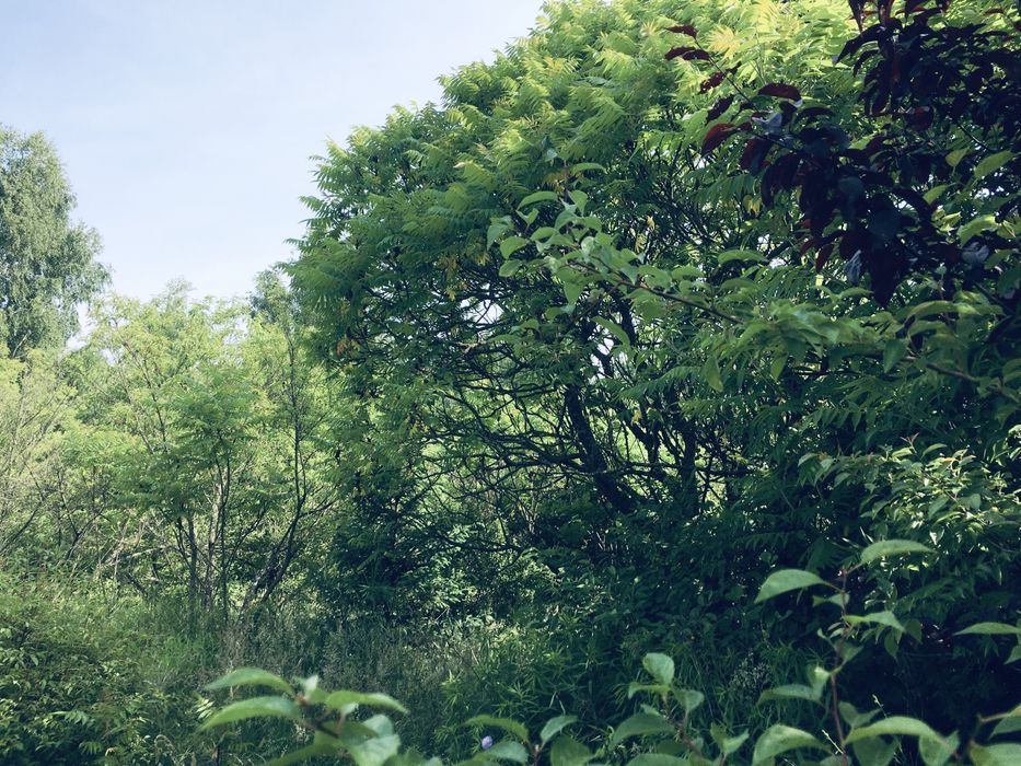 Земельна ділянка в Лісі 18сот. с.Вишнів, 10км.- Луцьк