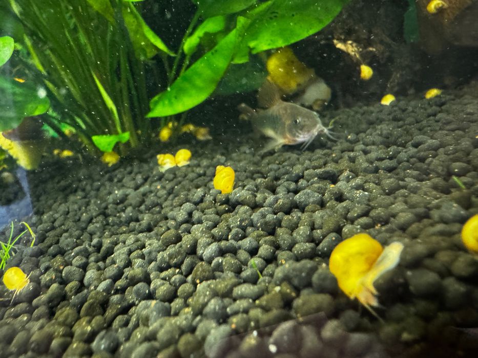 Mam na sprzedaż lub zamianę na rybki Ampularie.