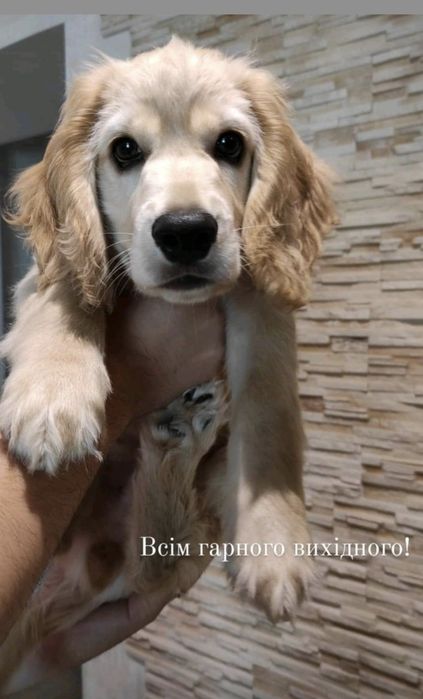 В'язка.  Спаніель БЕЙ. Черкаси