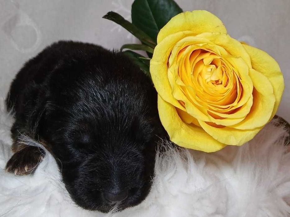 Owczarek niemiecki długowłosy szczeniak suczka KHRON