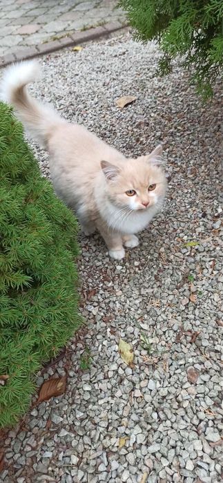 Кошенята безкоштовно