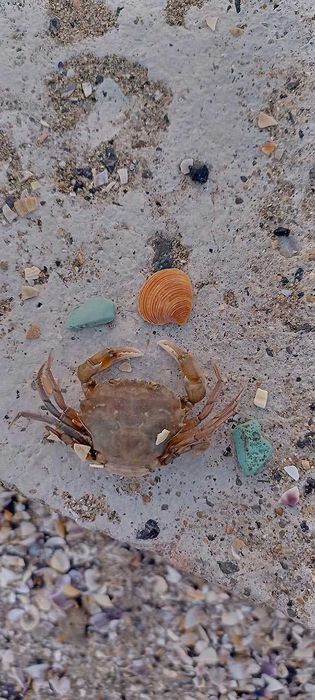 Сдам посуточно домик у моря, жильё на самом пляже, причал, г. Одесса