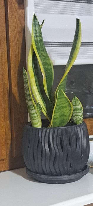 Sansevieria gwinejska , Whitney