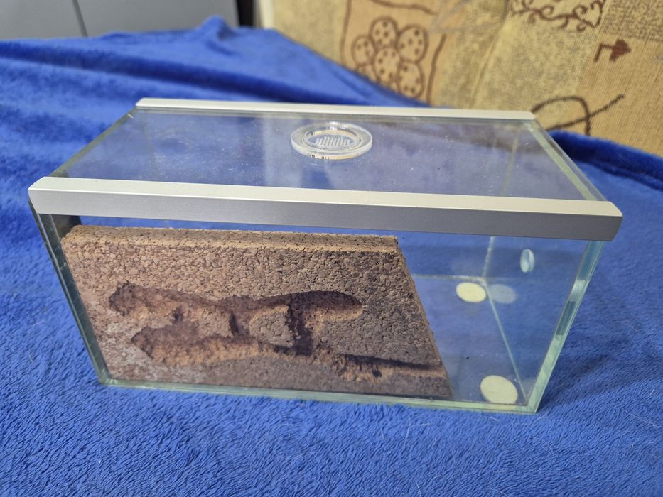 Formikarium korkowe z areną