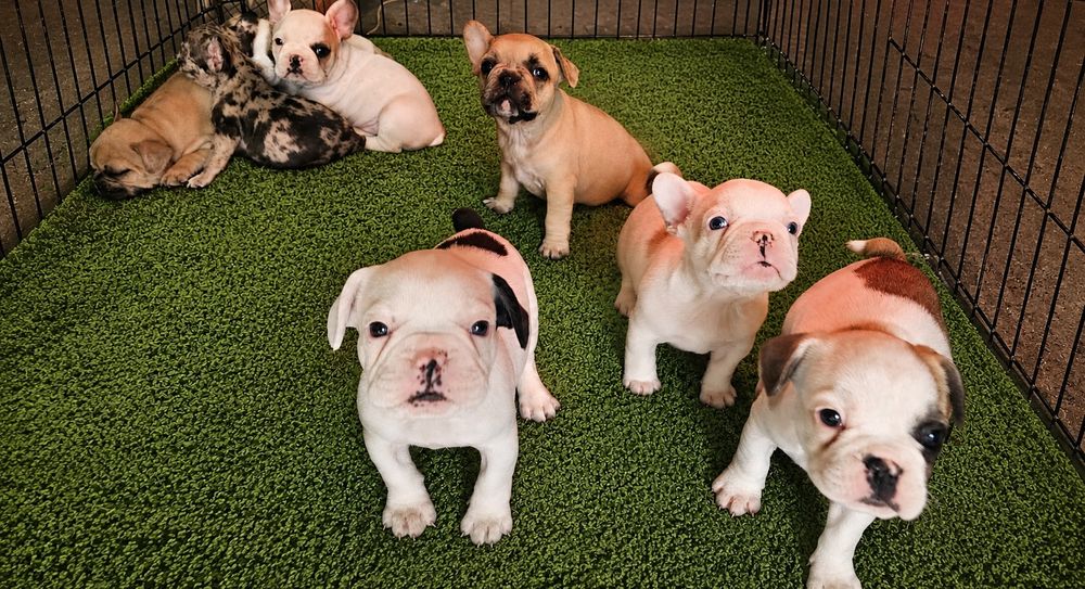Bulldog  francês