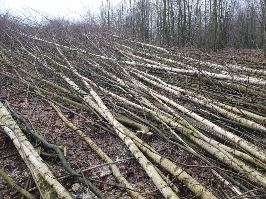 Wycinka drzew, samosiejek, czyszczenie działek.