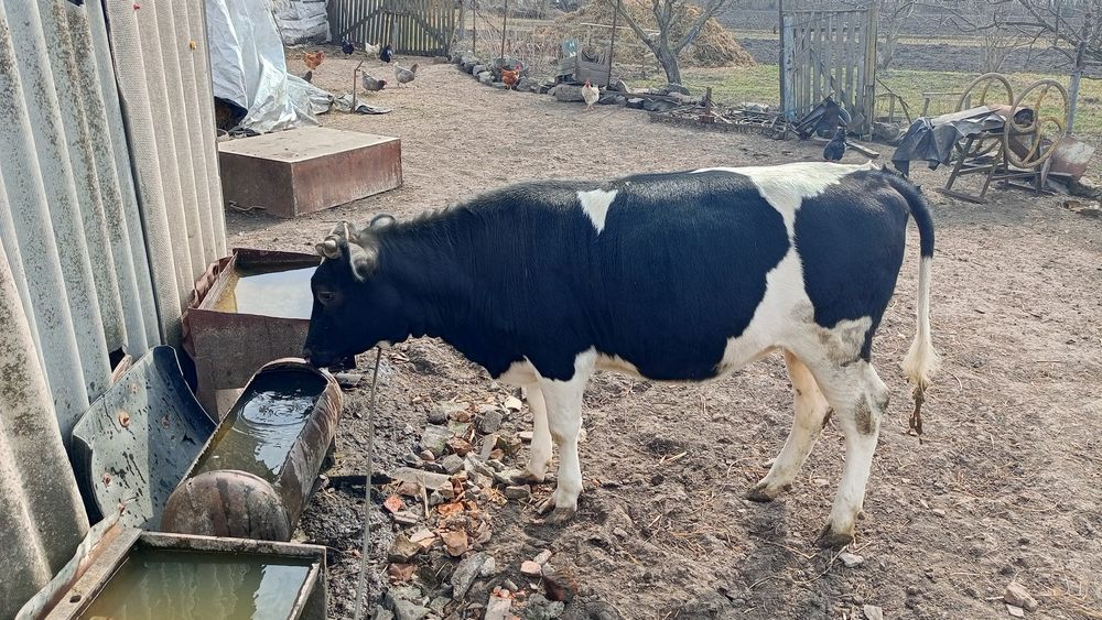 Телиця річнняк (Не тільна)