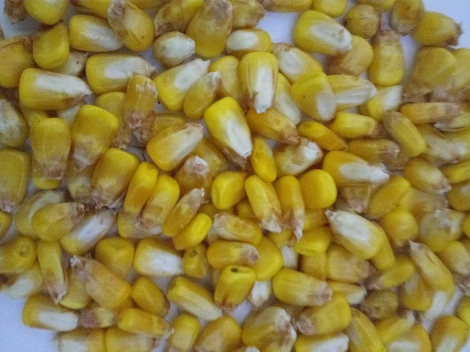 Kukurydza sucha 2025