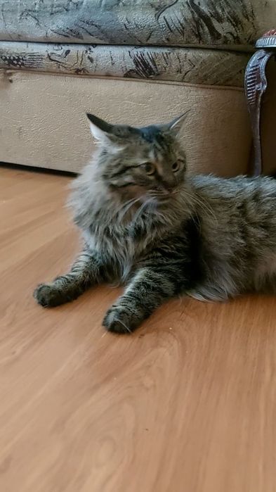 Кейсі шукає дім, 1 рік, у добрі руки