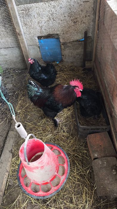 Ovos galados galinhas de raça