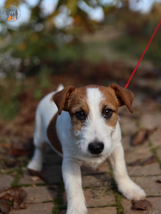 Jack Russell Terrier ZKwP FCI piękny piesek k.włos