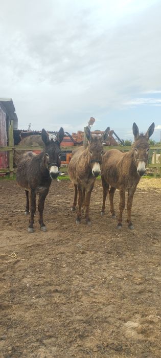 Burros e burras mansos