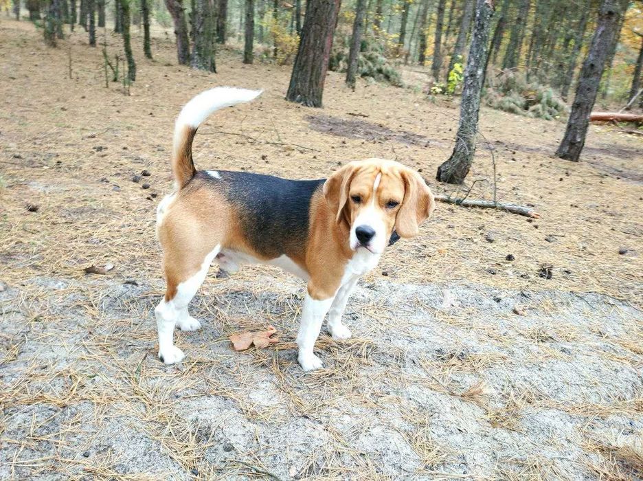 Бигль для вязки. Родословная КСУ