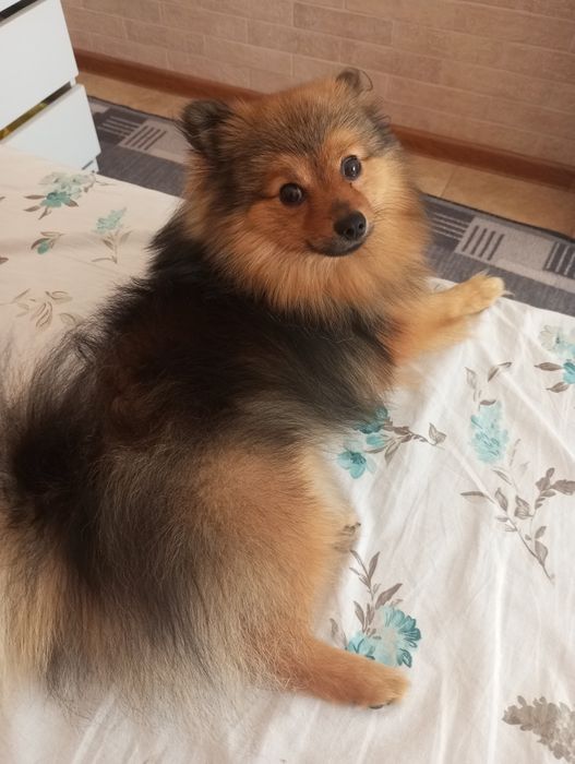 В'язка шпіца молодий принц