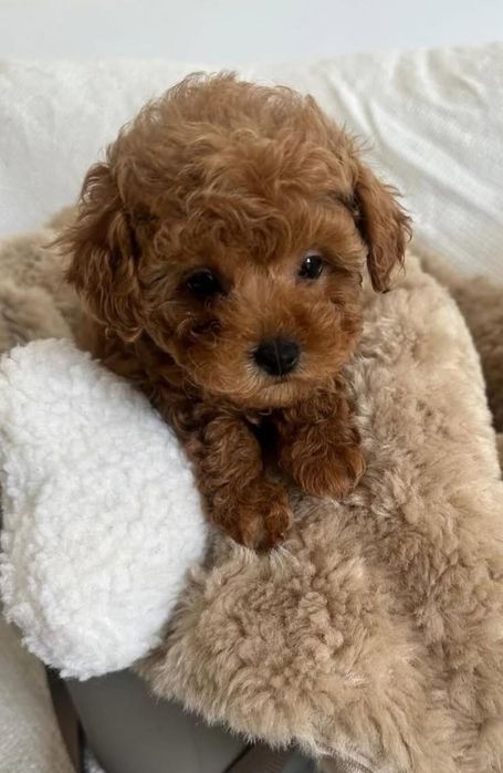 Дівчинка той пудель '