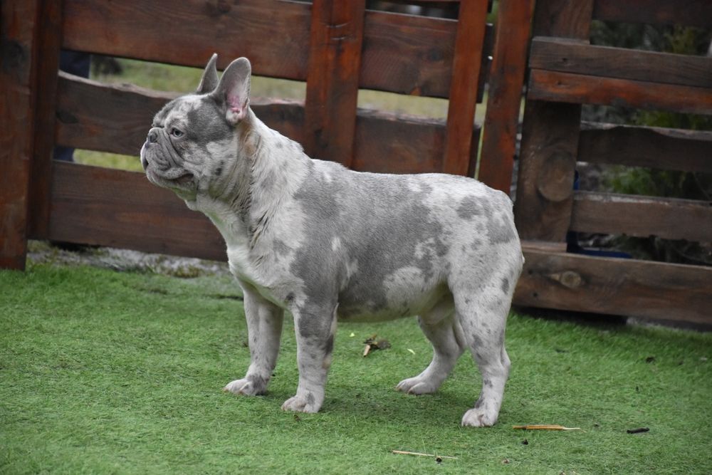 Ліловий мерле в'язка