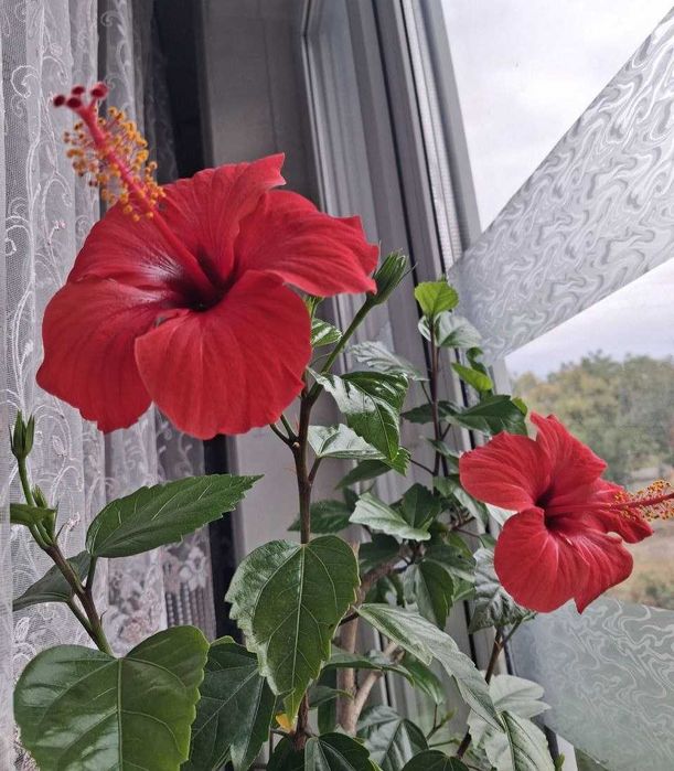 Гібіскус, китайська троянда