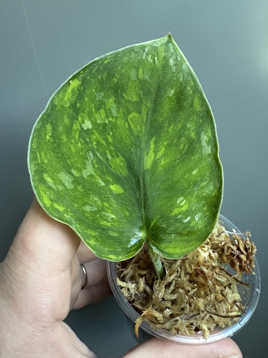 Scindapsus Baticon