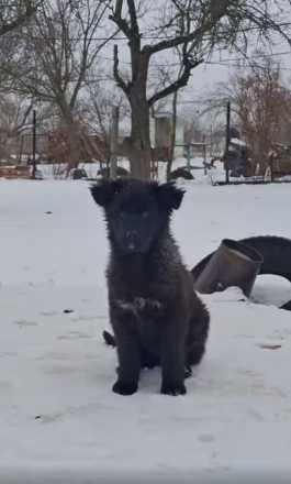 щенки три месяца. привезу