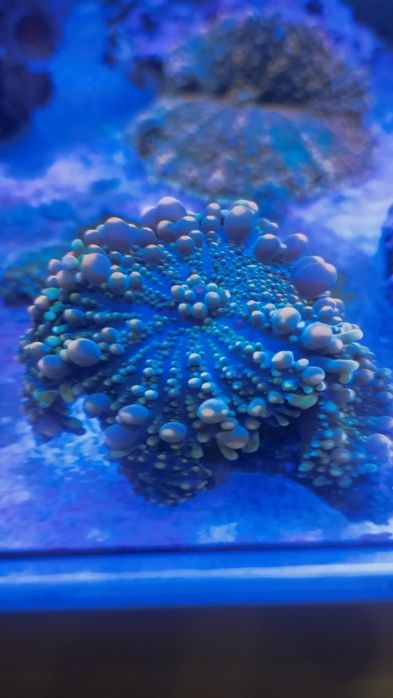 Akwarium morskie -Ricorde Yuma