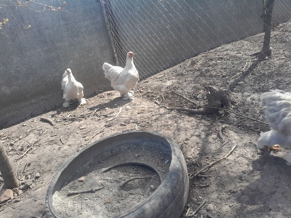 Інкубаційні яйця курей брама ізабелла.