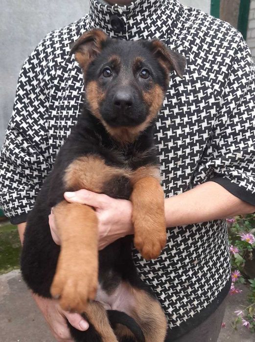 Німецька вівчарка