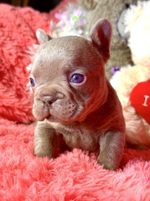 Малята французенята