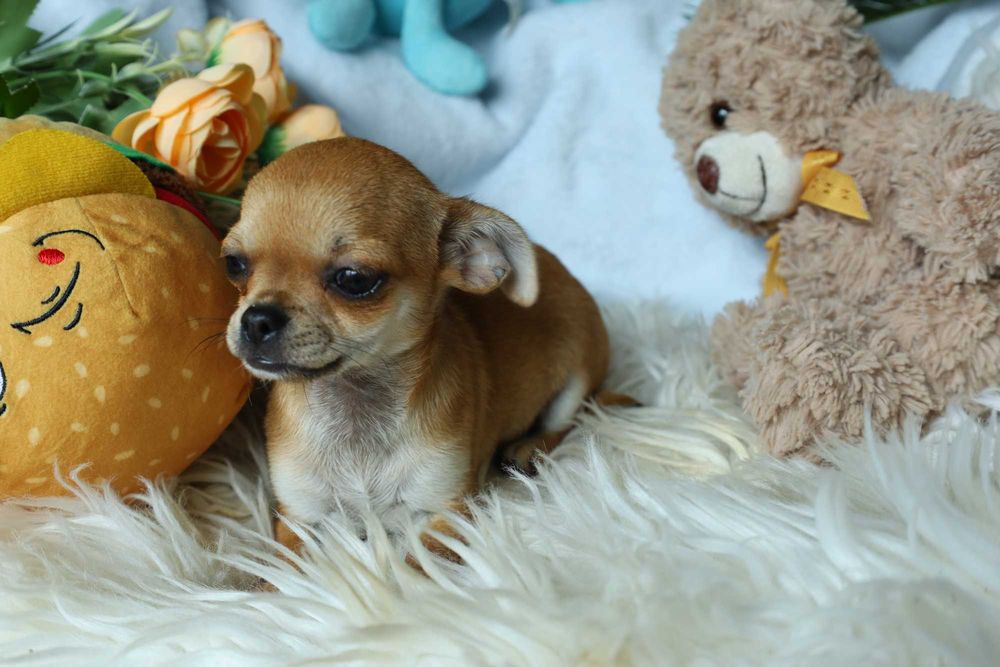 Chihuahua dziewczynka