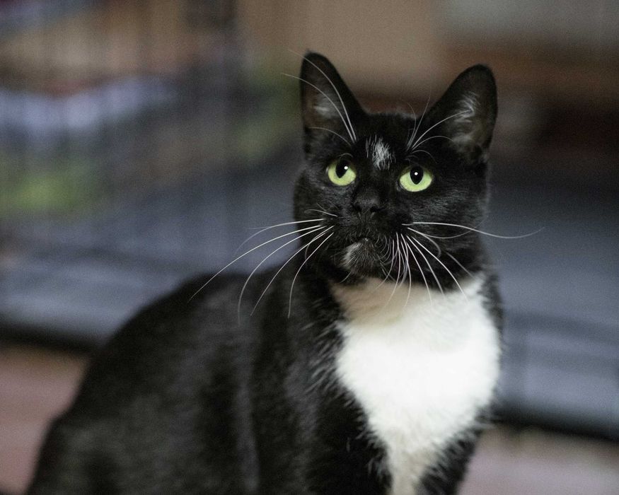 Delikatna kotka PINI szuka domu