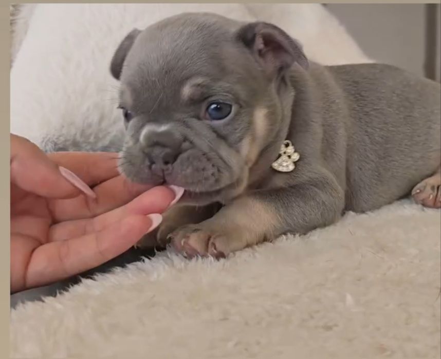 Bulldog Francês Lilac  excelente genetica