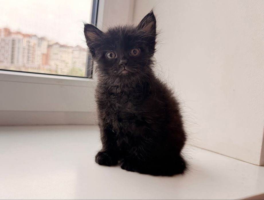 Чёрный котёнок (метис мейн-куна), девочка, 4 недели