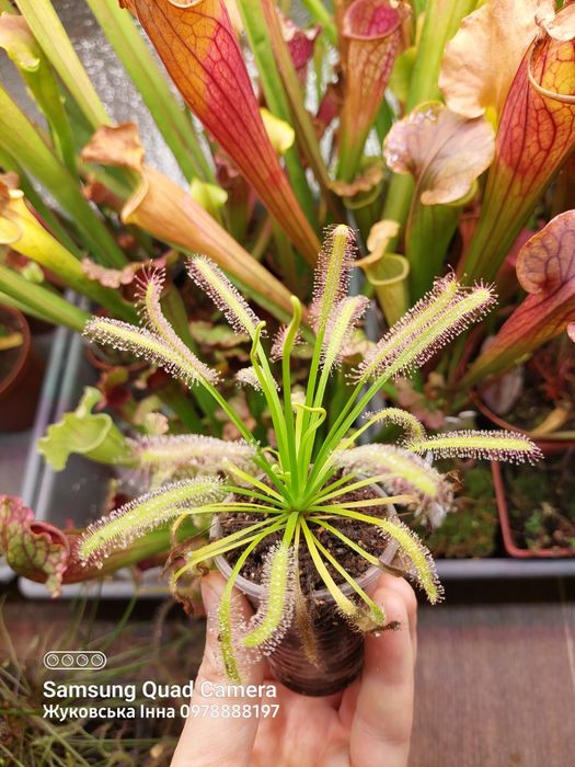 Насіння росянки СПРАВЖНЄ, хижа рослина