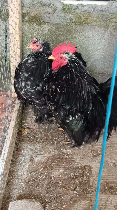 Pekins pintos blackmottled