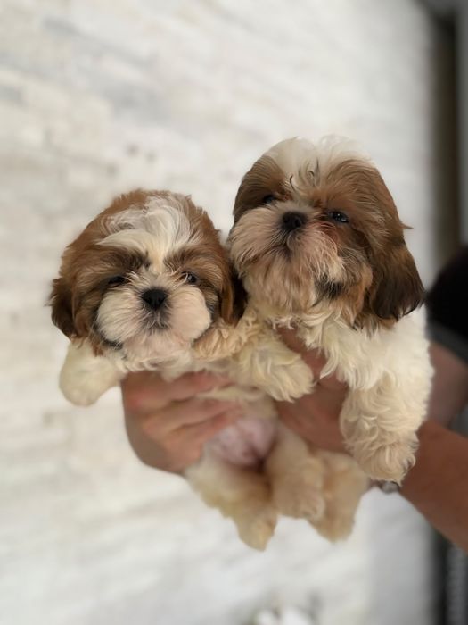 Shih tzu miniaturowy piekny piesek
