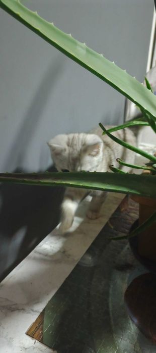 шотландський котик- муркотик
