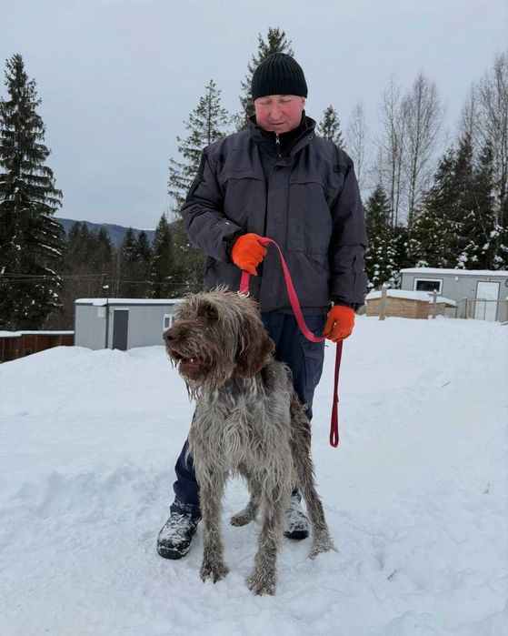 Арі, дратхаар, шукає дім