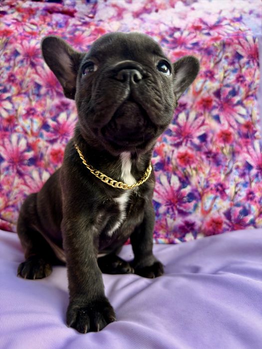 Buldog Francuski  Blue Czarny Marengo