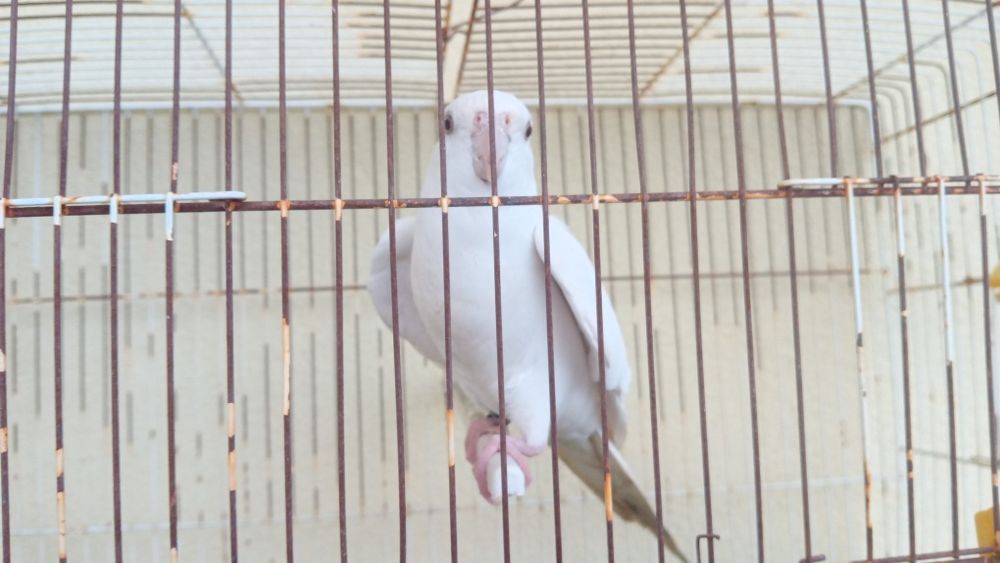 Vendo caturra branca domesticada