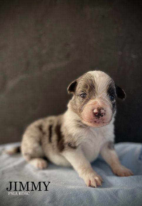 border collie blue merle samiec