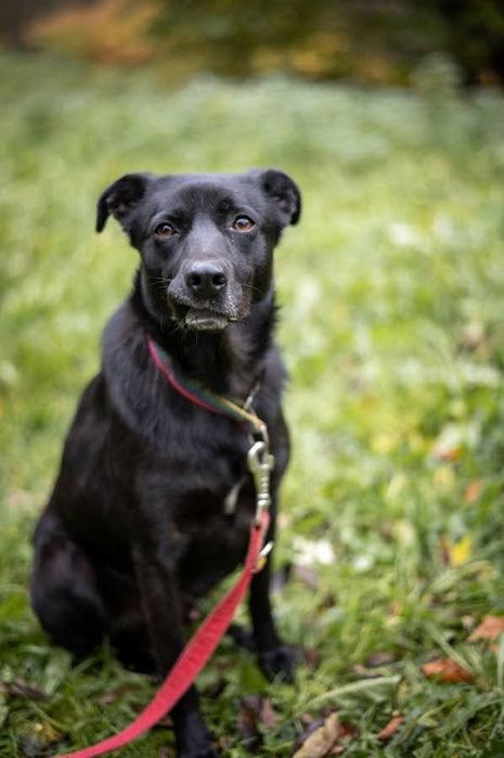 Kochany Piko szuka domu