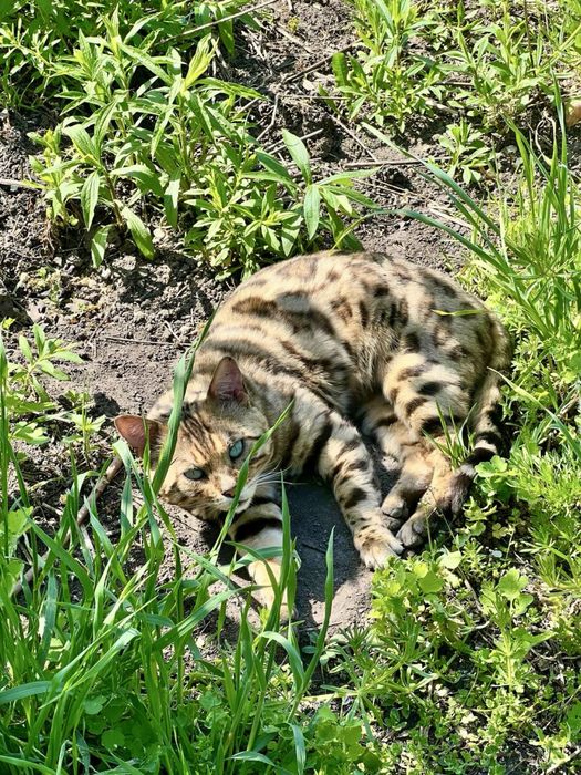 Вязка с чистокровным бенгальским котом Оскаром
