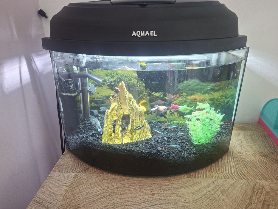 Akwarium 40l. Caly zestaw. Z Rybkami!
