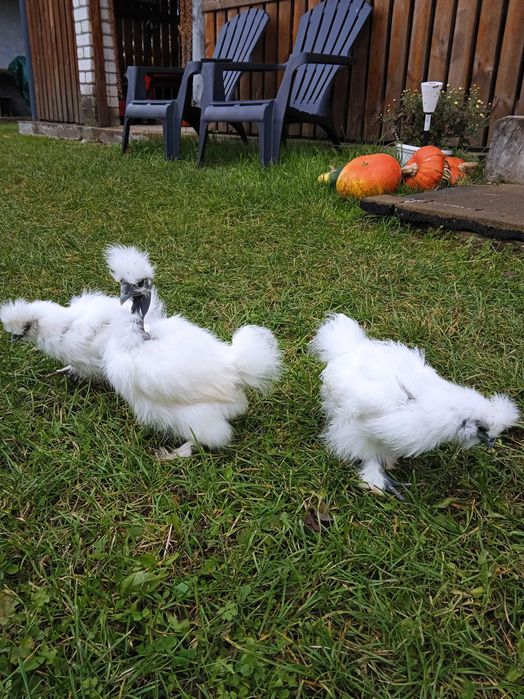 Китайські шовкові кури,  шовкові кури фрізлі, кури Satin