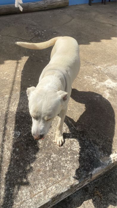 Cão para adoção responsável