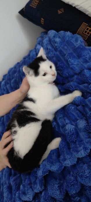 2 ślicznych kociąt do oddania