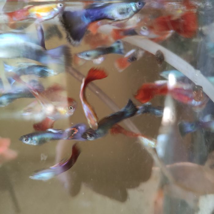 Стурисома панамская ,фарловелла обыкновенная.Гуппи,анциструсы,цихлиды