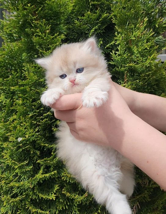 Британська дівчинка голубе золото