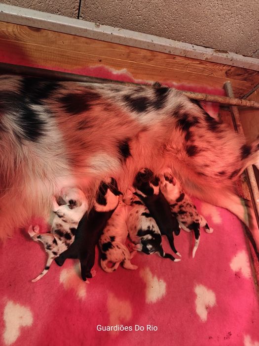 Fantástico Pastor Americano.